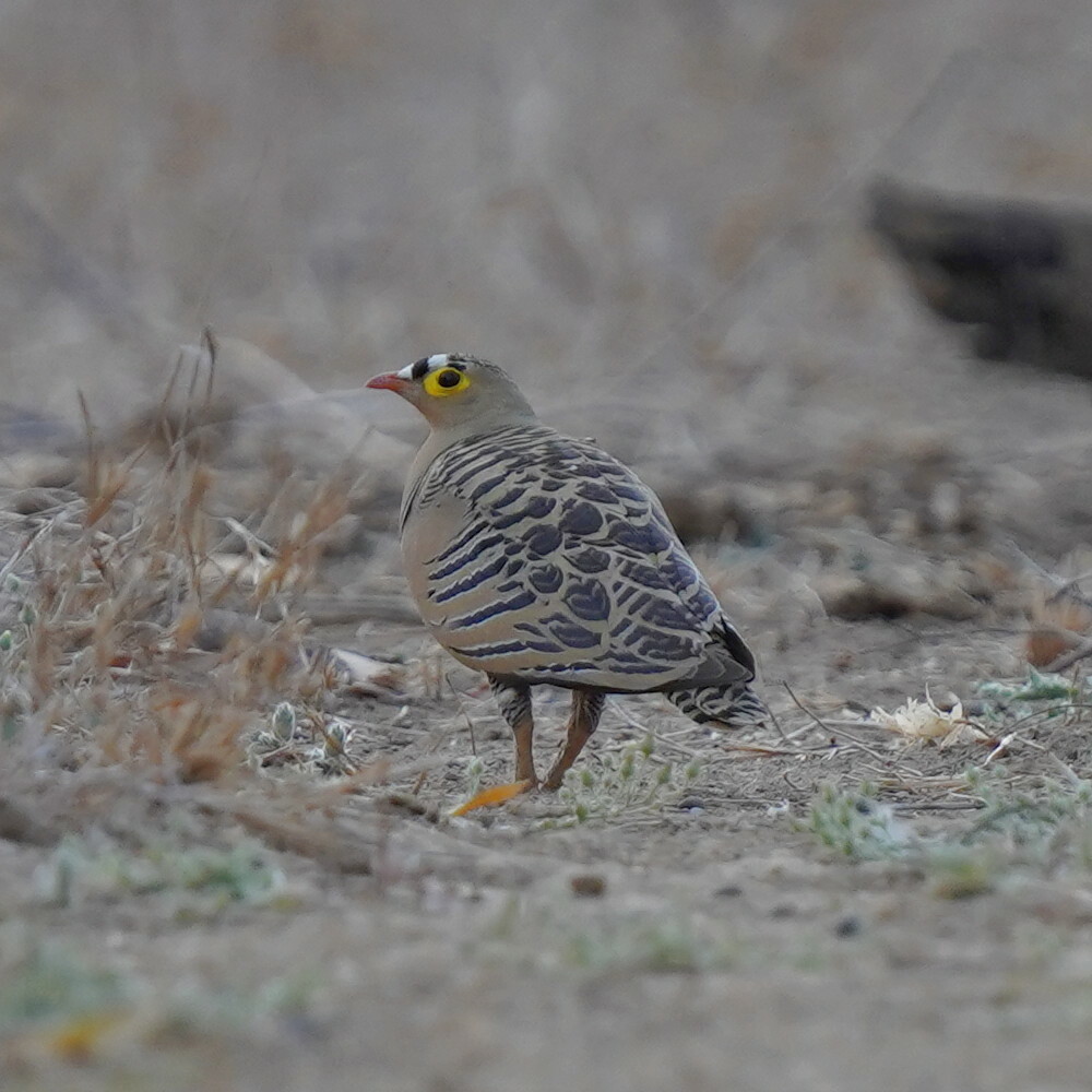 Four-banded Sandgrouse (Pterocles quadricinctus), photo 6