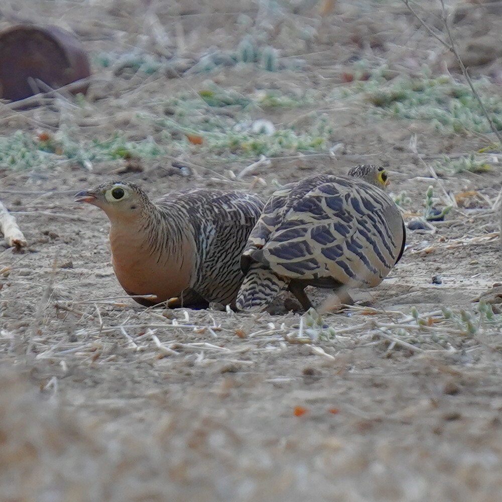 Four-banded Sandgrouse (Pterocles quadricinctus), photo 5