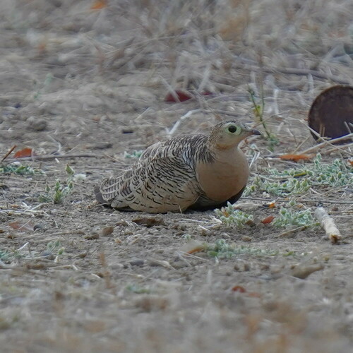 Four-banded Sandgrouse (Pterocles quadricinctus), photo 2