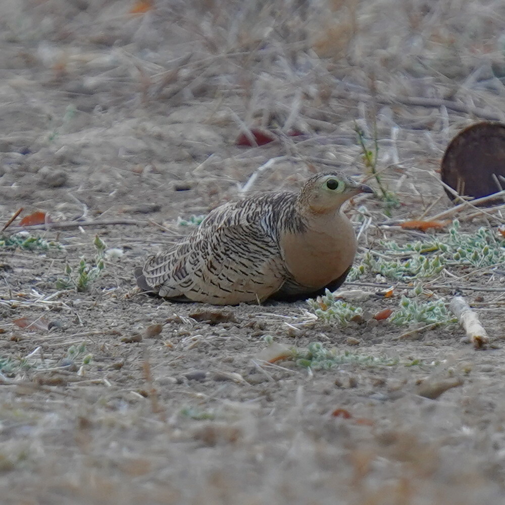 Four-banded Sandgrouse (Pterocles quadricinctus), photo 4