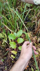 Carex lacustris