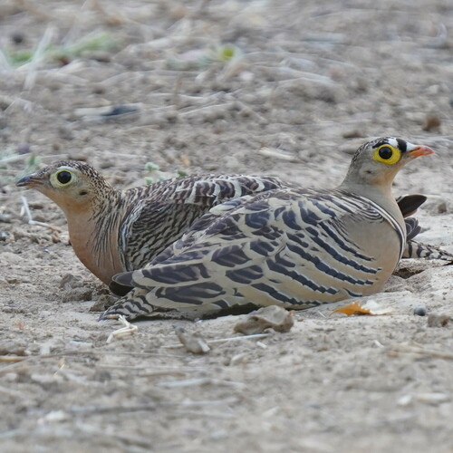 Ganga quadribande (Pterocles quadricinctus)