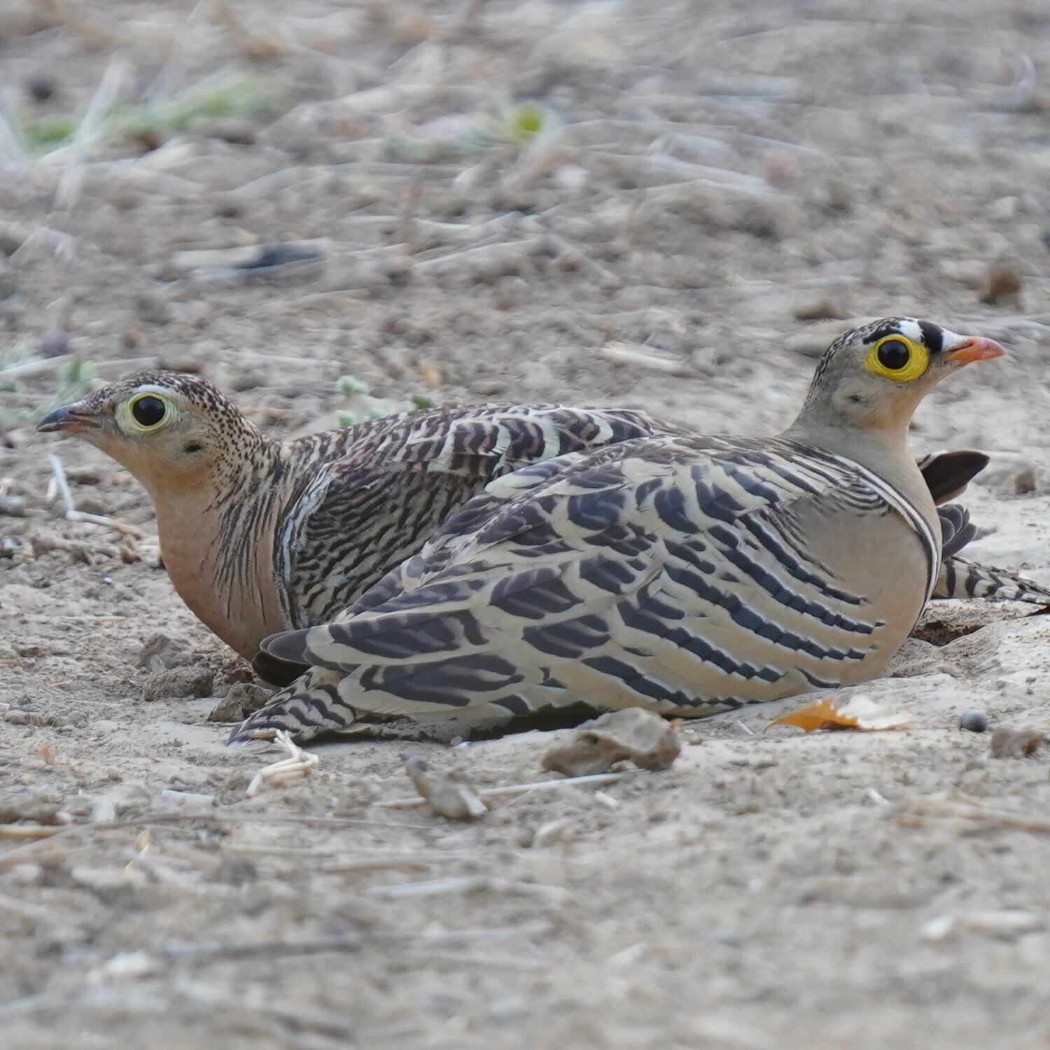 Four-banded Sandgrouse (Pterocles quadricinctus), photo 2