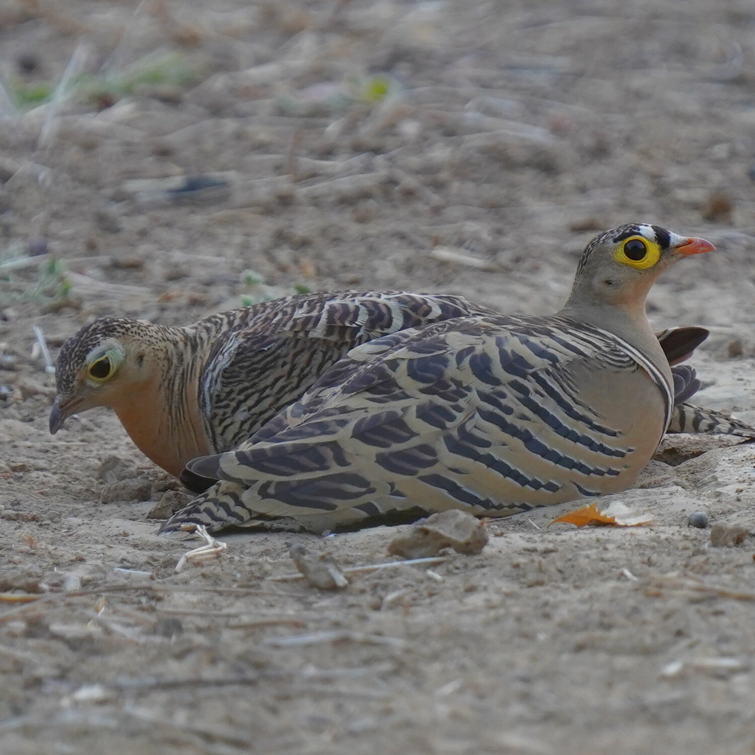 Four-banded Sandgrouse (Pterocles quadricinctus), photo 3