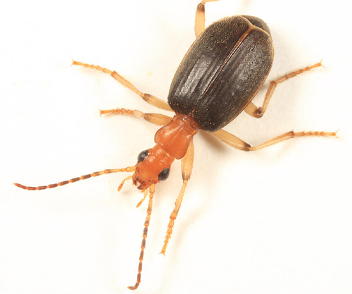 Toll Insect Photo 260136753, (c) Tom Murray, some rights reserved (CC BY-NC ...