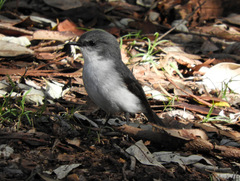 Eopsaltria georgiana