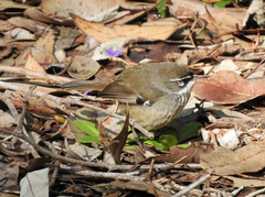Sericornis maculatus