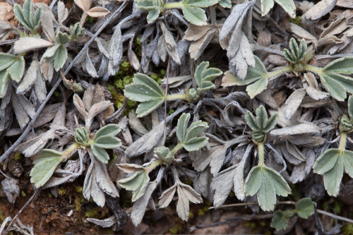 Potentilla cinerea, photograph 5