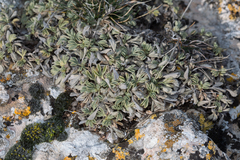 Potentilla cinerea, photograph (c) Tim Johnson, some rights reserved (CC BY)