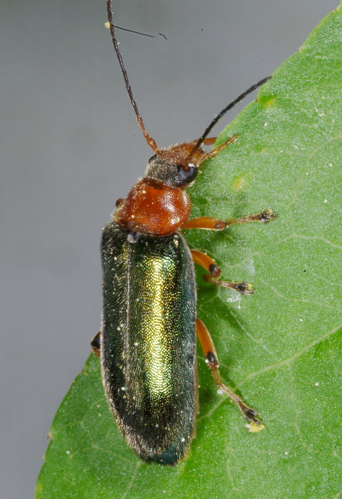 Osphya aeneipennis