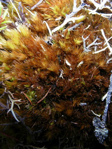 Dicranum acutifolium observed 2014-08-10