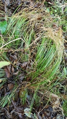 Carex bromoides