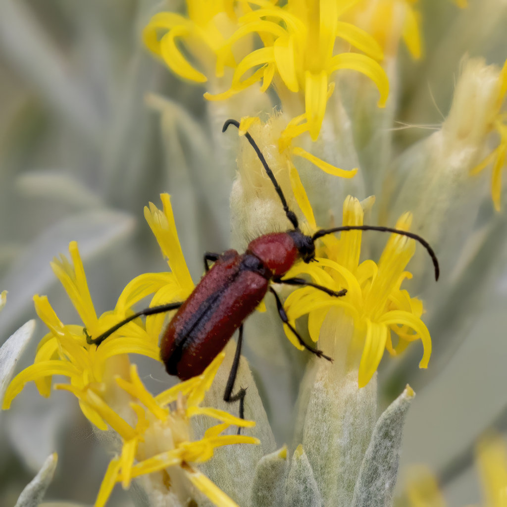 Batyle suturalis from 6 miles SE of Meeker, Rio Blanco County, CO, USA