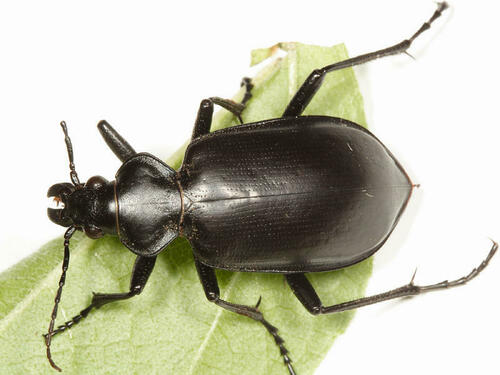 Calosoma peregrinator