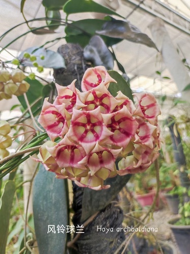 Hoya archboldiana C.Norman 2