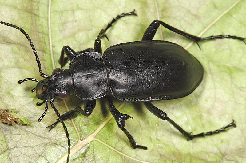 Calosoma protractum