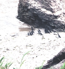 Phalacrocorax carbo image