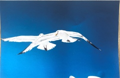 Larus argentatus image