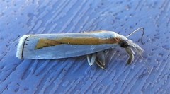 Crambus girardellus