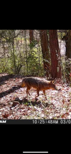 Coyote photographed in Georgia