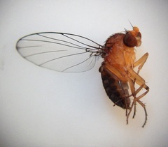 Sciadocera rufomaculata