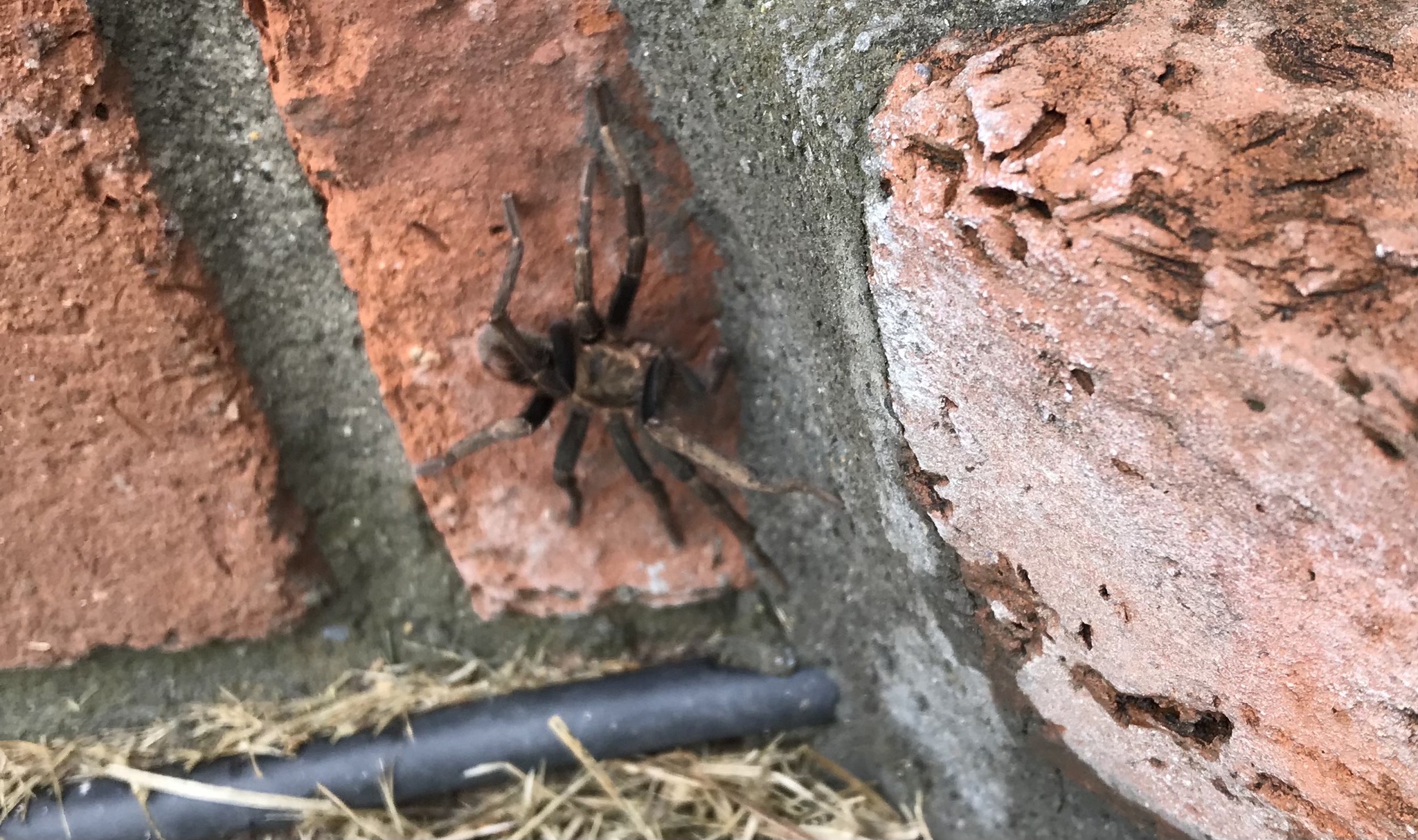 Thrixopelma nadineae image