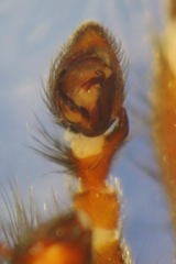 Scotophaeus scutulatus