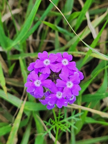 Verbena aristigera image