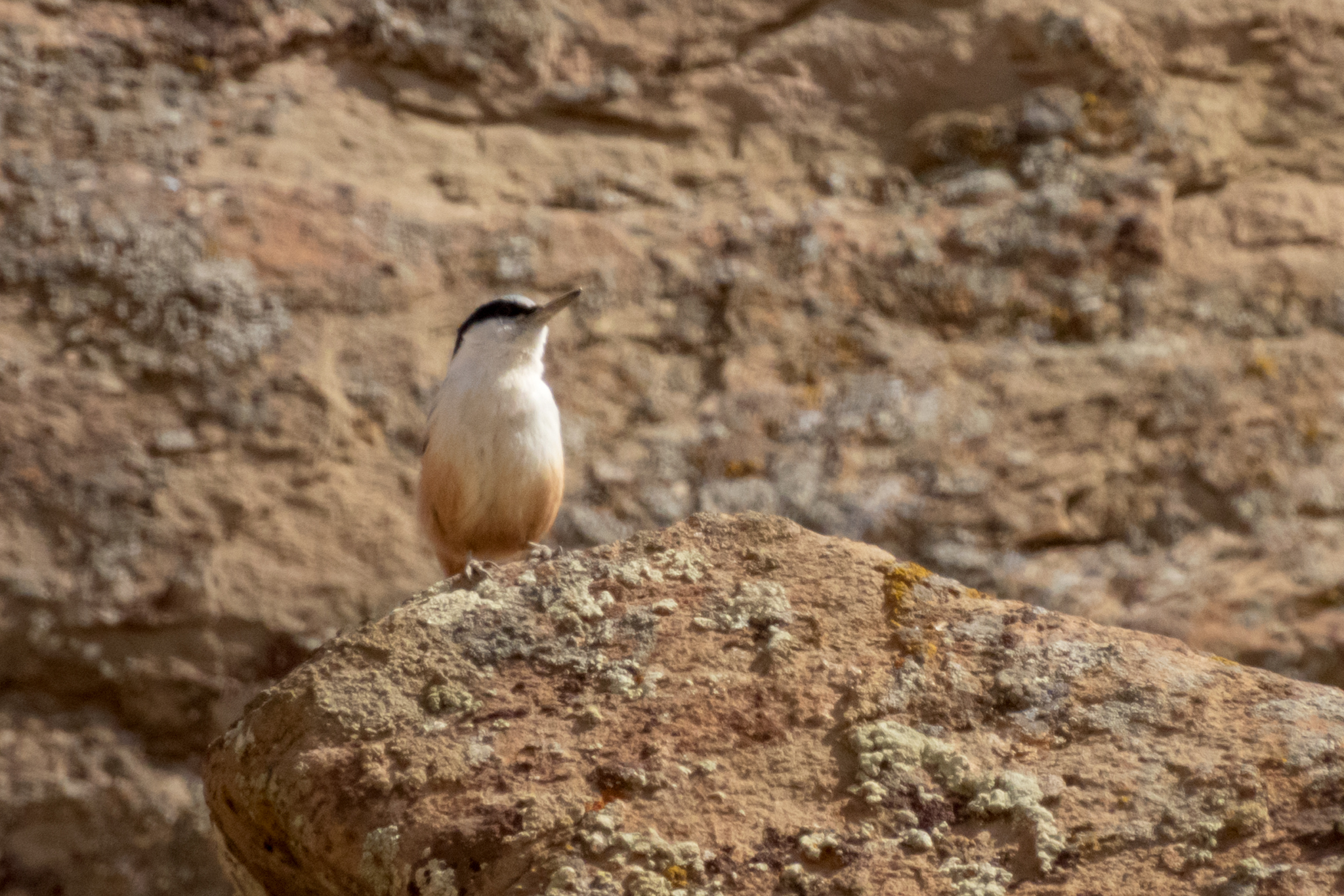 Eastern Rock Nuthatch