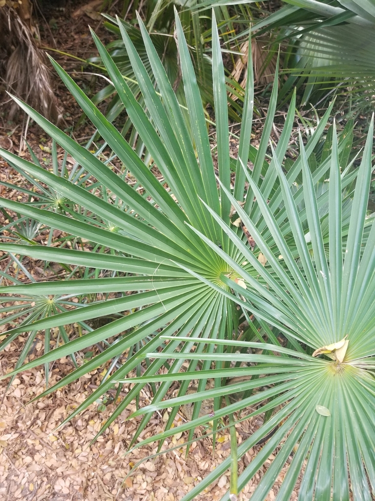Coccothrinax