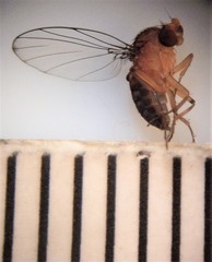 Sciadocera rufomaculata