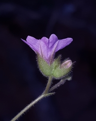 Mirabilis oxybaphoides