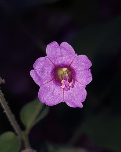 Smooth spreading four o'clock (Mirabilis oxybaphoides)