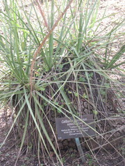 Beaucarnea glassiana