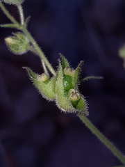 Mirabilis oxybaphoides