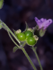 Mirabilis oxybaphoides