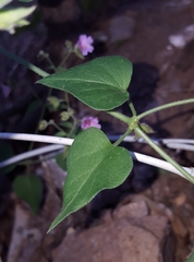Mirabilis oxybaphoides