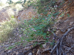 Mirabilis oxybaphoides
