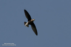 Hirundapus caudacutus