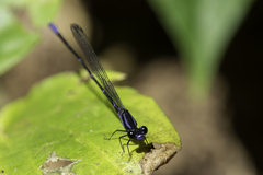 Argia oculata image