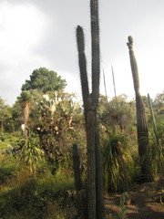 Lemaireocereus hollianus