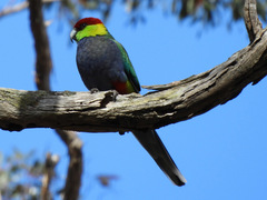 Purpureicephalus spurius