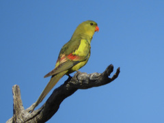 Polytelis anthopeplus