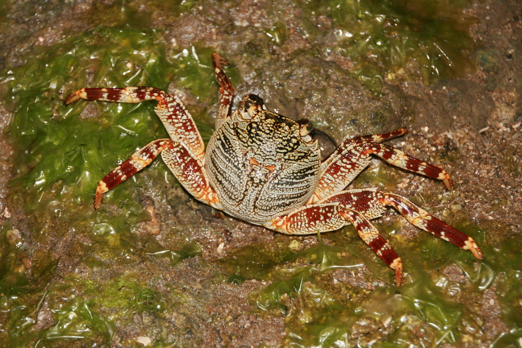 Thin-shelled Rock Crab