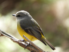 Eopsaltria griseogularis