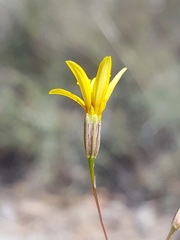 Pectis filipes subnuda