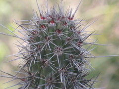 Lemaireocereus hollianus