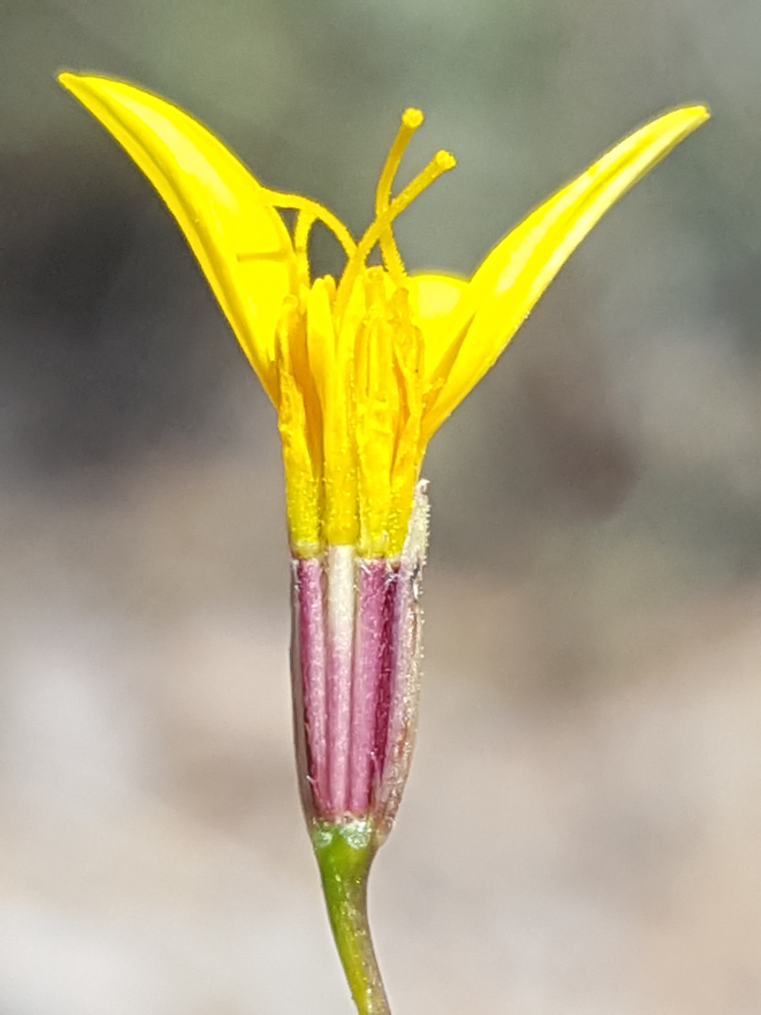 Pectis filipes var. subnuda