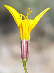 Pectis filipes subnuda