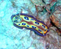 Goniobranchus kuniei